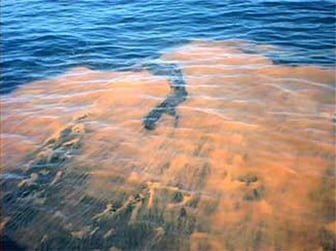 Red_Algae_Bloom